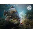 Delphin Nástraha D SNAX SHELL 12mm/30g - Losos-Rak /Wafters/Rozpustné 