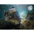 Delphin Nástraha D SNAX SHELL 14mm/30g - Slivka-Moruša /Wafters/Rozpustné 