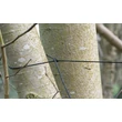 FOX Plachta Camo Tarp