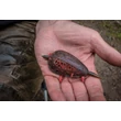 Košík na červy Korum Feeder Grub 30g