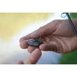 Nash Olovo Lay Low Back Lead 3 ks - 1,1oz/31g