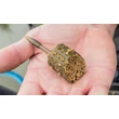 Preston - ICS In-line Pellet Feeder Small/20 g