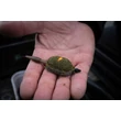 Sonubaits - Thatchers Green groundbait 900g