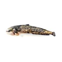 Gaby - Plyšová ryba Sumec 62cm